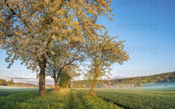 Field landscape with morning fog in the first morning light, blossoming cherry trees on the field path in spring, Freyburg (Unstrut), Burgenlandkreis, Saxony-Anhalt, Germany