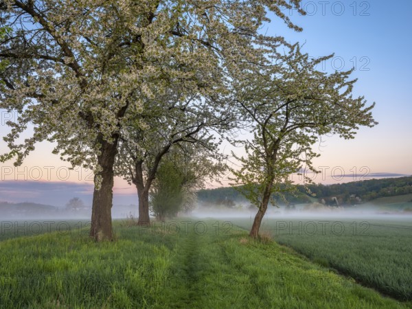 Field landscape with morning fog at dawn in spring, blossoming cherry trees along the field path, Freyburg (Unstrut), Burgenlandkreis, Saxony-Anhalt, Germany