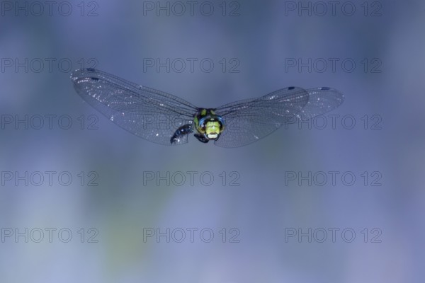 Southern Hawker (Aeshna cyanea) in flight, North Rhine-Westphalia, Germany