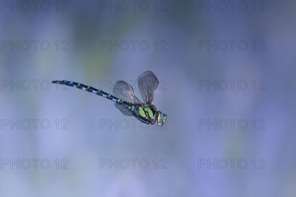 Southern Hawker (Aeshna cyanea) in flight, North Rhine-Westphalia, Germany