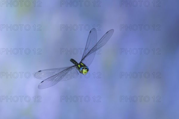 Southern Hawker (Aeshna cyanea) in flight, North Rhine-Westphalia, Germany