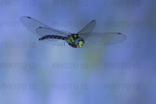 Southern Hawker (Aeshna cyanea) in flight, North Rhine-Westphalia, Germany