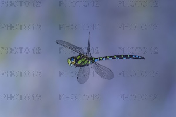 Southern Hawker (Aeshna cyanea) in flight, North Rhine-Westphalia, Germany