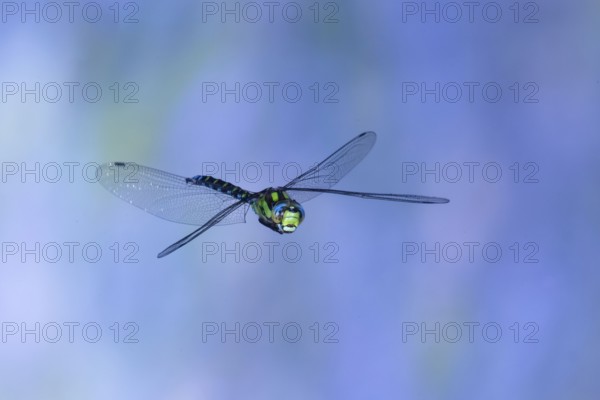 Southern Hawker (Aeshna cyanea) in flight, North Rhine-Westphalia, Germany