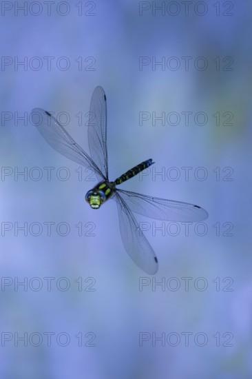 Southern Hawker (Aeshna cyanea) in flight, North Rhine-Westphalia, Germany
