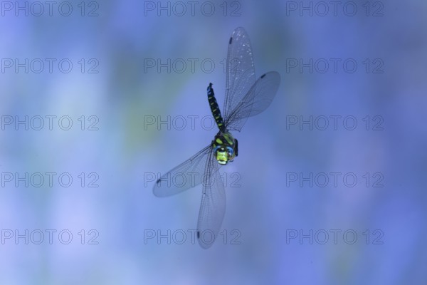 Southern Hawker (Aeshna cyanea) in flight, North Rhine-Westphalia, Germany