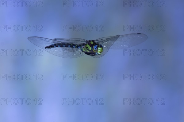 Southern Hawker (Aeshna cyanea) in flight, North Rhine-Westphalia, Germany