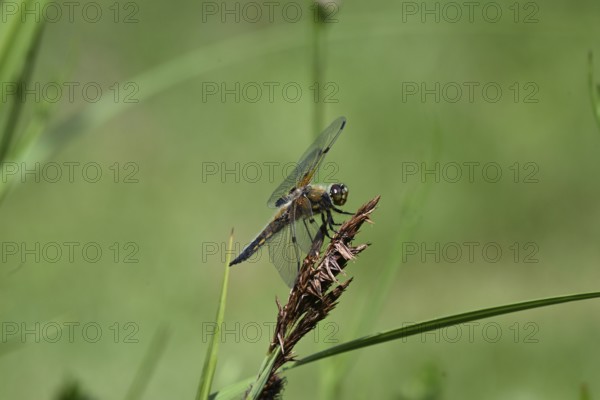 Four-spot (Libellula quadrimaculata) sitting on a reed stalk, North Rhine-Westphalia, Germany