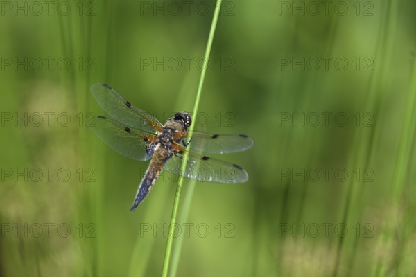 Four-spot (Libellula quadrimaculata) sitting on a rush stalk, North Rhine-Westphalia, Germany