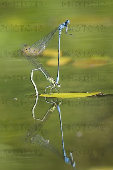 Mating wheel of the Common blue damselfly (Enallagma cyathigerum) in a body of water, North Rhine-Westphalia, Germany