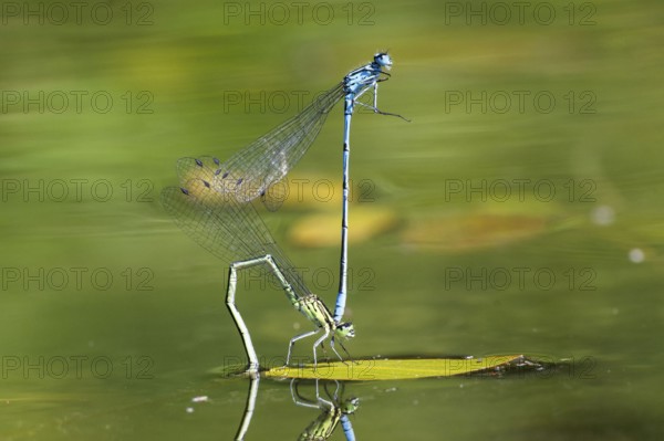 Mating wheel of the Common blue damselfly (Enallagma cyathigerum) in a body of water, North Rhine-Westphalia, Germany