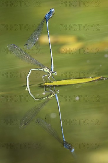 Mating wheel of the Common blue damselfly (Enallagma cyathigerum) in a body of water, North Rhine-Westphalia, Germany
