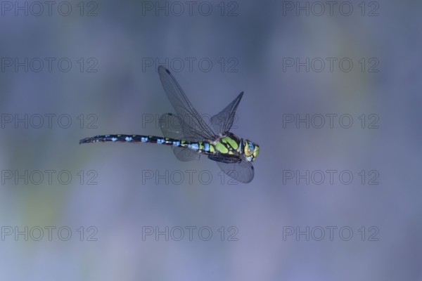 Southern Hawker (Aeshna cyanea) in flight, North Rhine-Westphalia, Germany