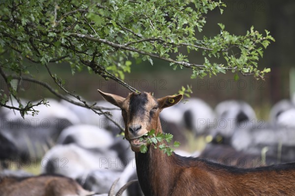 Sheep eating hawthorn hedge leaves, North Rhine-Westphalia, Germany