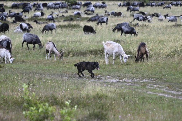 Flock of sheep with guarding sheepdog, North Rhine-Westphalia, Germany