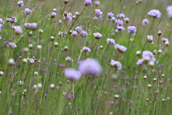 Carnation (Armeria maritima) flowering on dry lean soil, North Rhine-Westphalia, Germany