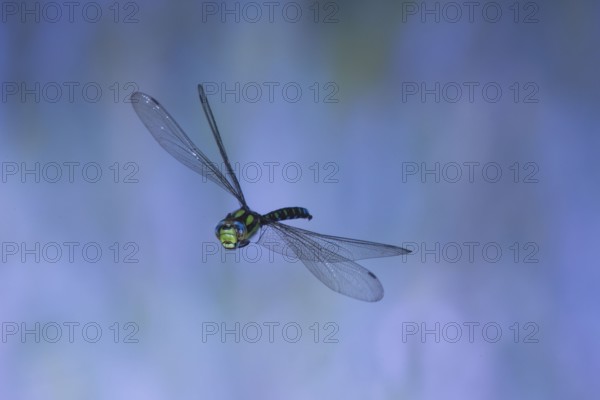 Southern Hawker (Aeshna cyanea) in flight, North Rhine-Westphalia, Germany