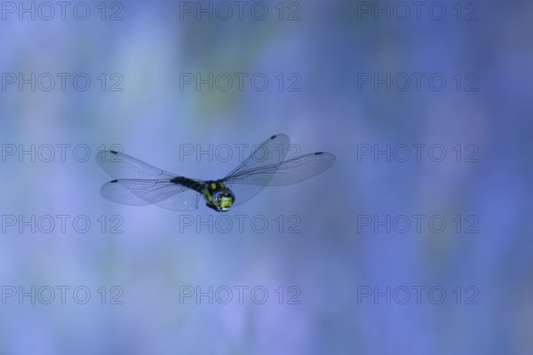 Southern Hawker (Aeshna cyanea) in flight, North Rhine-Westphalia, Germany