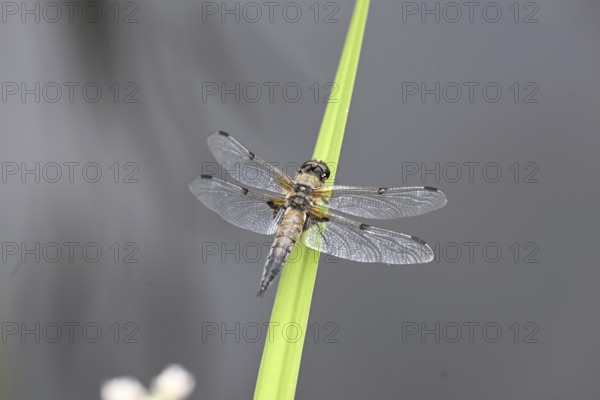 Four-spot (Libellula quadrimaculata) sitting on a reed stalk, North Rhine-Westphalia, Germany