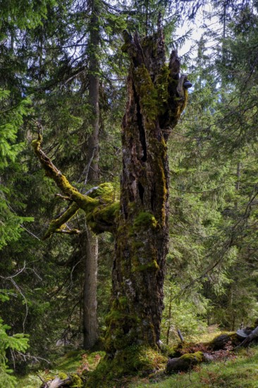 Old trees on the Wank, Garmisch-Partenkirchen, Werdenfelser Land, Upper Bavaria, Bavaria, Germany