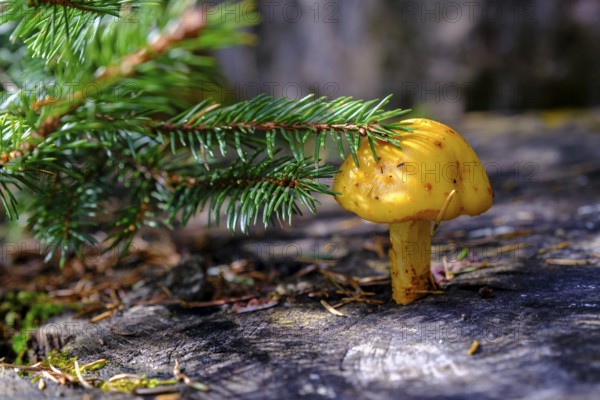Mushroom on a tree trunk, on the Wank, Garmisch-Partenkirchen, Werdenfelser Land, Upper Bavaria, Bavaria, Germany