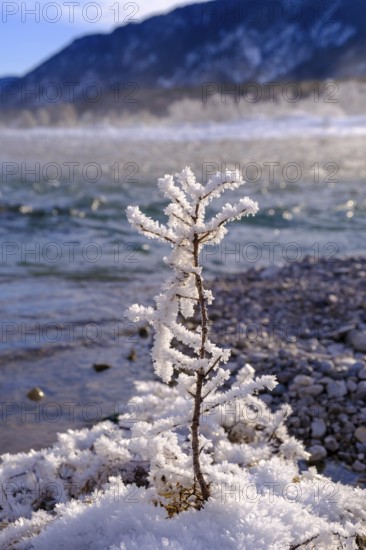 Winter on the young Isar between Wallgau and Vorderriss, Tölzer Land, Upper Bavaria, Bavaria, Germany