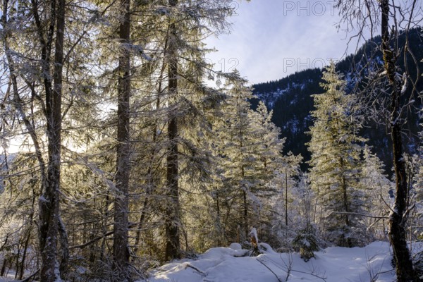 Sunrise in the forest, winter on the young Isar between Wallgau and Vorderriss, Tölzer Land, Upper Bavaria, Bavaria, Germany