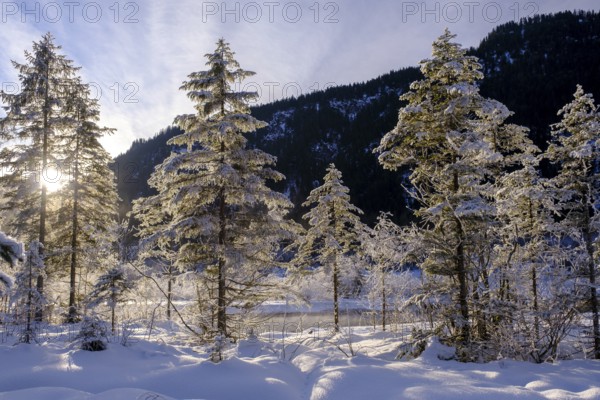 Sunrise in the forest, winter on the young Isar between Wallgau and Vorderriss, Tölzer Land, Upper Bavaria, Bavaria, Germany