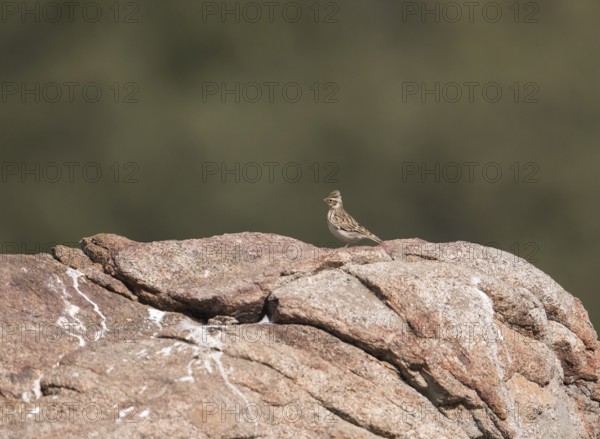 Skylark (Alauda arvensis), Extremadura, Castilla La Mancha, Spain