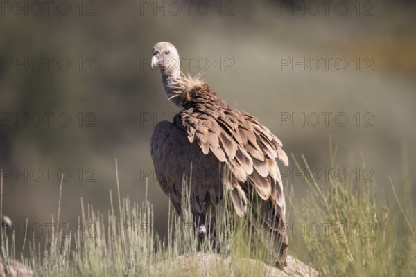 Griffon vulture (Gyps fulvus), Extremadura, Castilla La Mancha, Spain