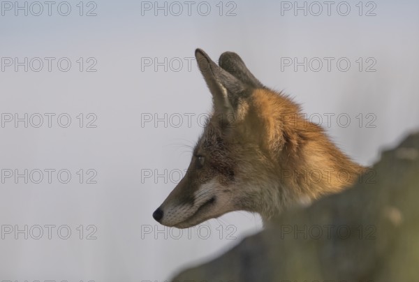 Red fox (Vulpes vulpes), Extremadura, Castilla La Mancha, Spain