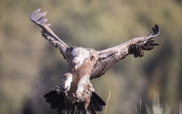 Griffon vulture (Gyps fulvus), Extremadura, Castilla La Mancha, Spain