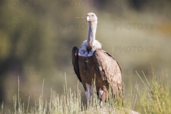 Griffon vulture (Gyps fulvus), Extremadura, Castilla La Mancha, Spain