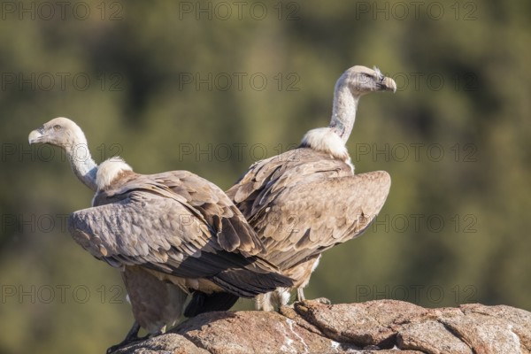 Griffon vulture (Gyps fulvus), Extremadura, Castilla La Mancha, Spain