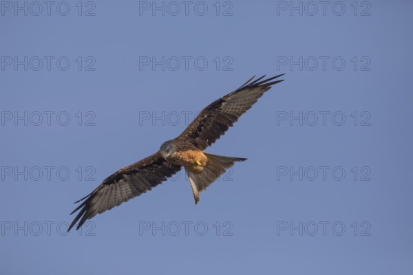 Red kite (Milvus milvus), Extremadura, Castilla La Mancha, Spain