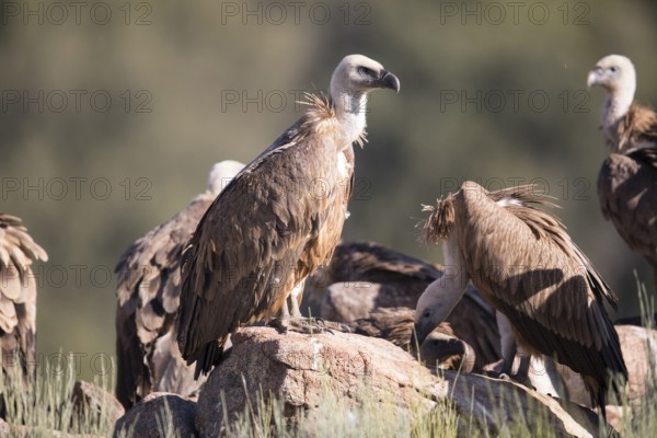 Griffon vulture (Gyps fulvus), Extremadura, Castilla La Mancha, Spain