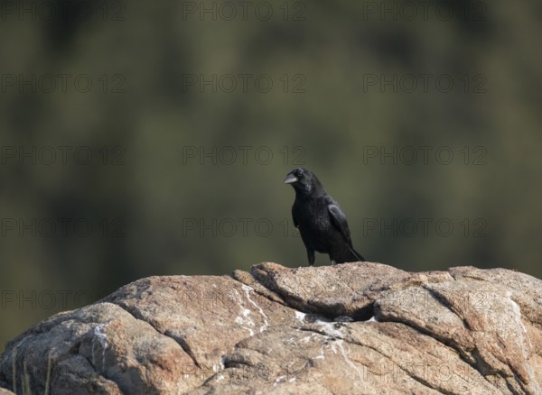 Raven (Corvus corax), Extremadura, Castilla La Mancha, Spain