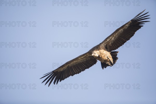 Griffon vulture (Gyps fulvus), Extremadura, Castilla La Mancha, Spain