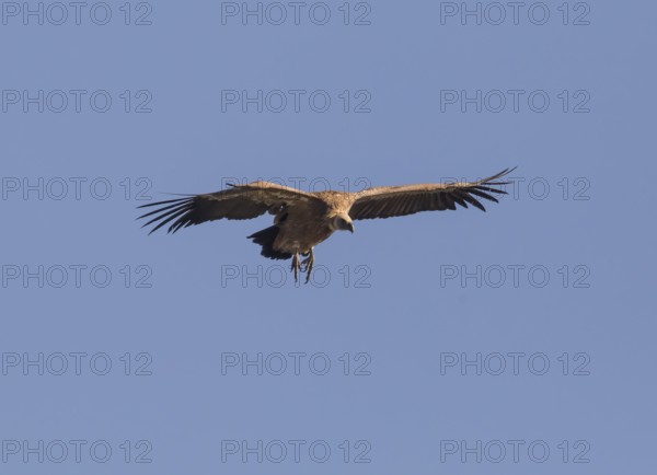 Griffon vulture (Gyps fulvus), Extremadura, Castilla La Mancha, Spain