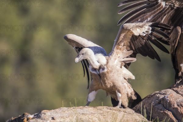 Griffon vulture (Gyps fulvus), Extremadura, Castilla La Mancha, Spain