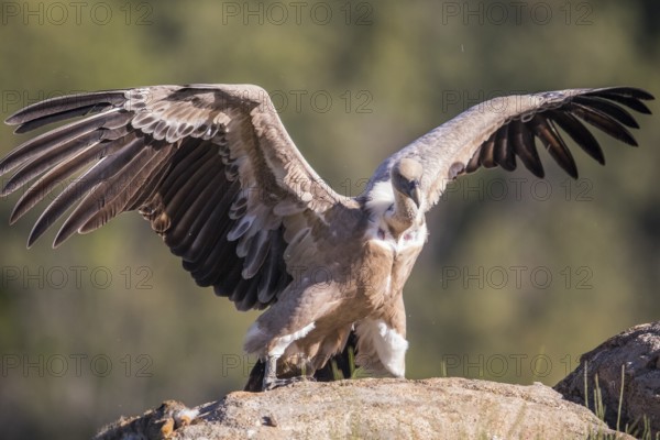 Griffon vulture (Gyps fulvus), Extremadura, Castilla La Mancha, Spain