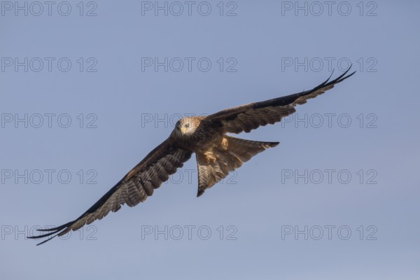 Red kite (Milvus milvus), Extremadura, Castilla La Mancha, Spain