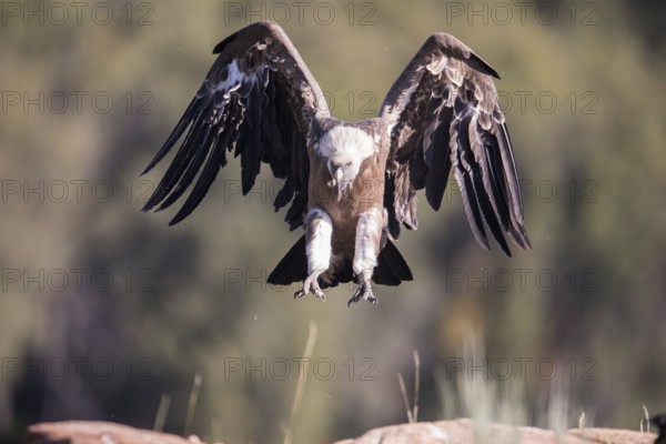 Griffon vulture (Gyps fulvus), Extremadura, Castilla La Mancha, Spain