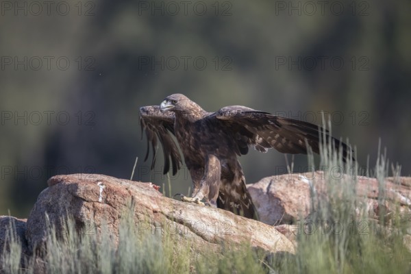 Golden eagle (Aquila chrysaetos), Extremadura, Castilla La Mancha, Spain