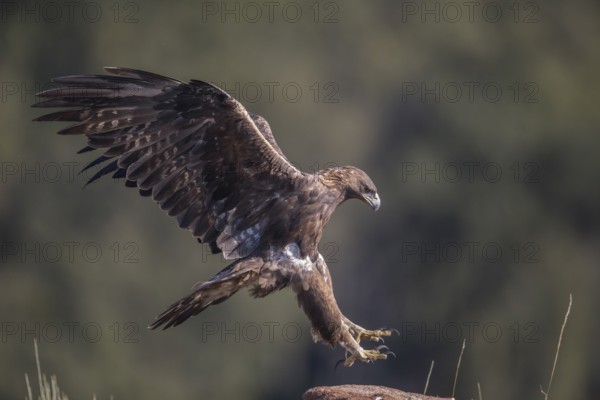 Golden eagle (Aquila chrysaetos), Extremadura, Castilla La Mancha, Spain