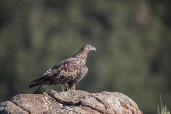 Golden eagle (Aquila chrysaetos), Extremadura, Castilla La Mancha, Spain