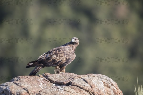 Golden eagle (Aquila chrysaetos), Extremadura, Castilla La Mancha, Spain