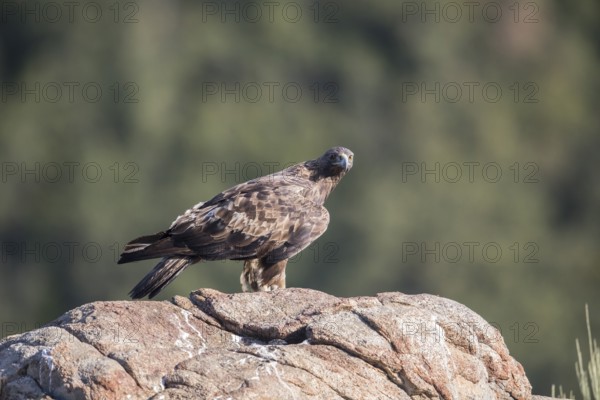 Golden eagle (Aquila chrysaetos), Extremadura, Castilla La Mancha, Spain