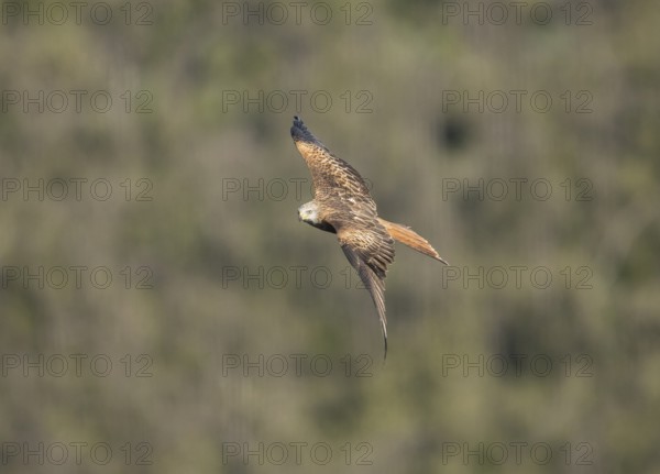 Red kite (Milvus milvus), Extremadura, Castilla La Mancha, Spain