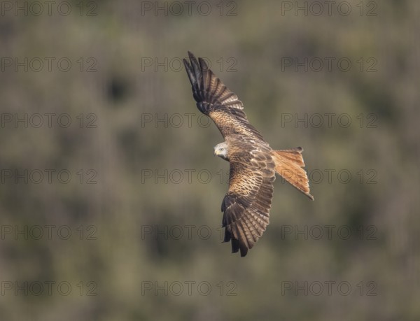 Red kite (Milvus milvus), Extremadura, Castilla La Mancha, Spain